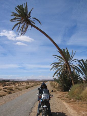 guel shia bikepalm.jpg